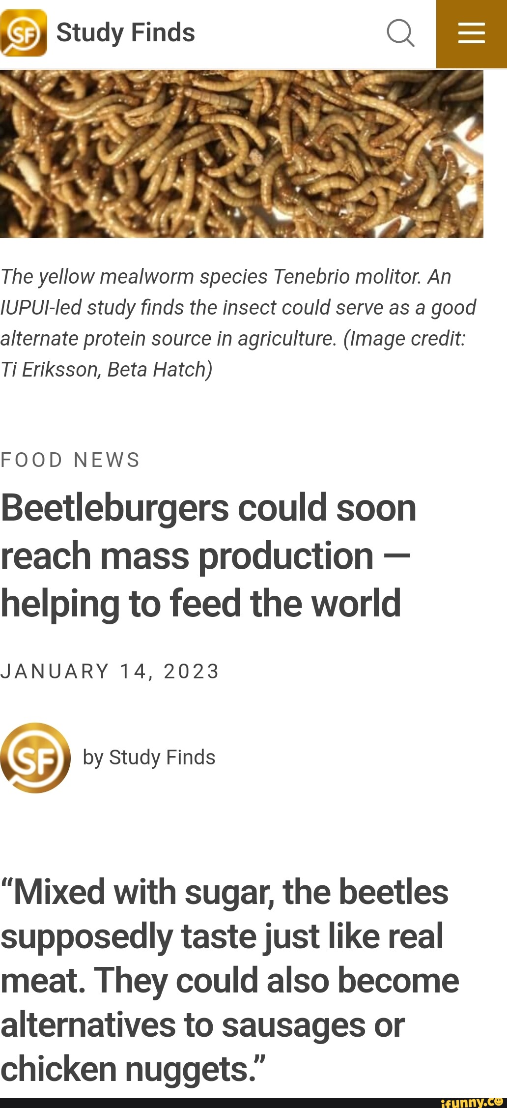 Study Finds The yellow mealworm species Tenebrio moliior. An JUPUIled