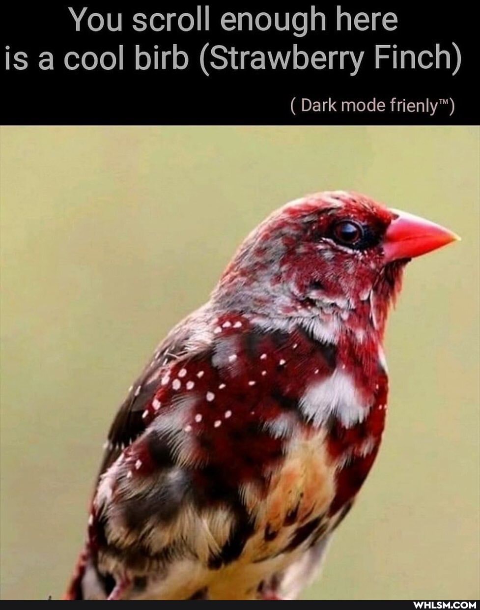 You scroll enough here is a cool birb (Strawberry Finch)
( Dark mode