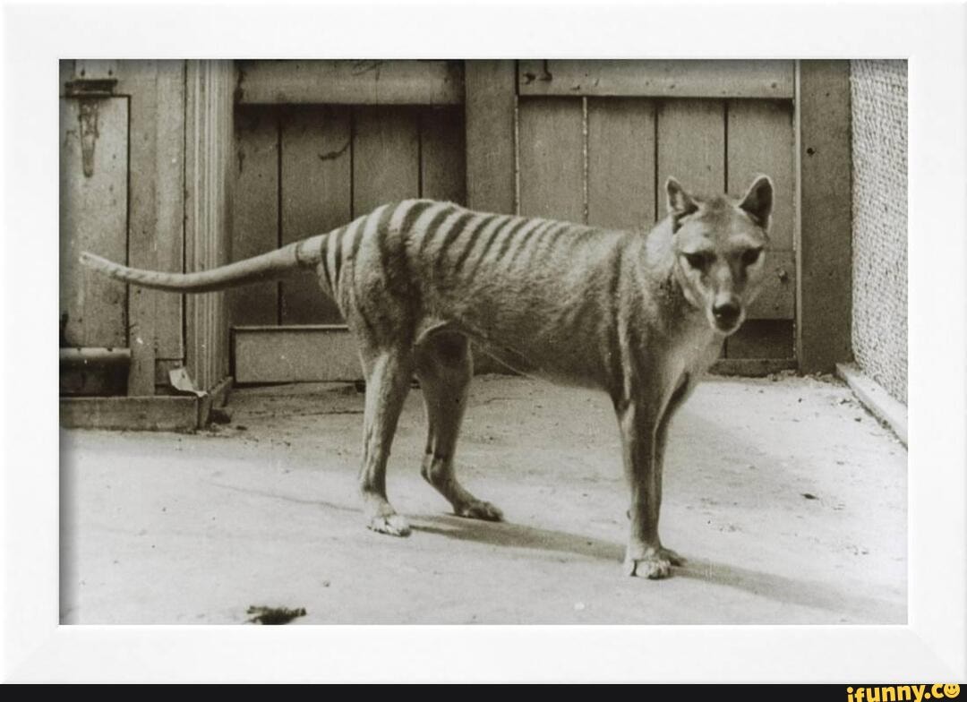 The thylacine known as Benjamin in 1933. Three years later the species ...