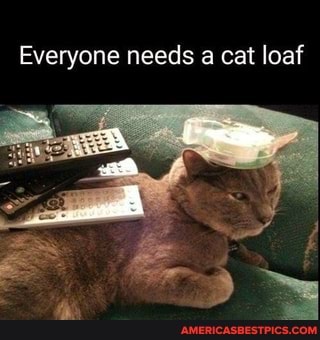 Everyone needs a cat loaf