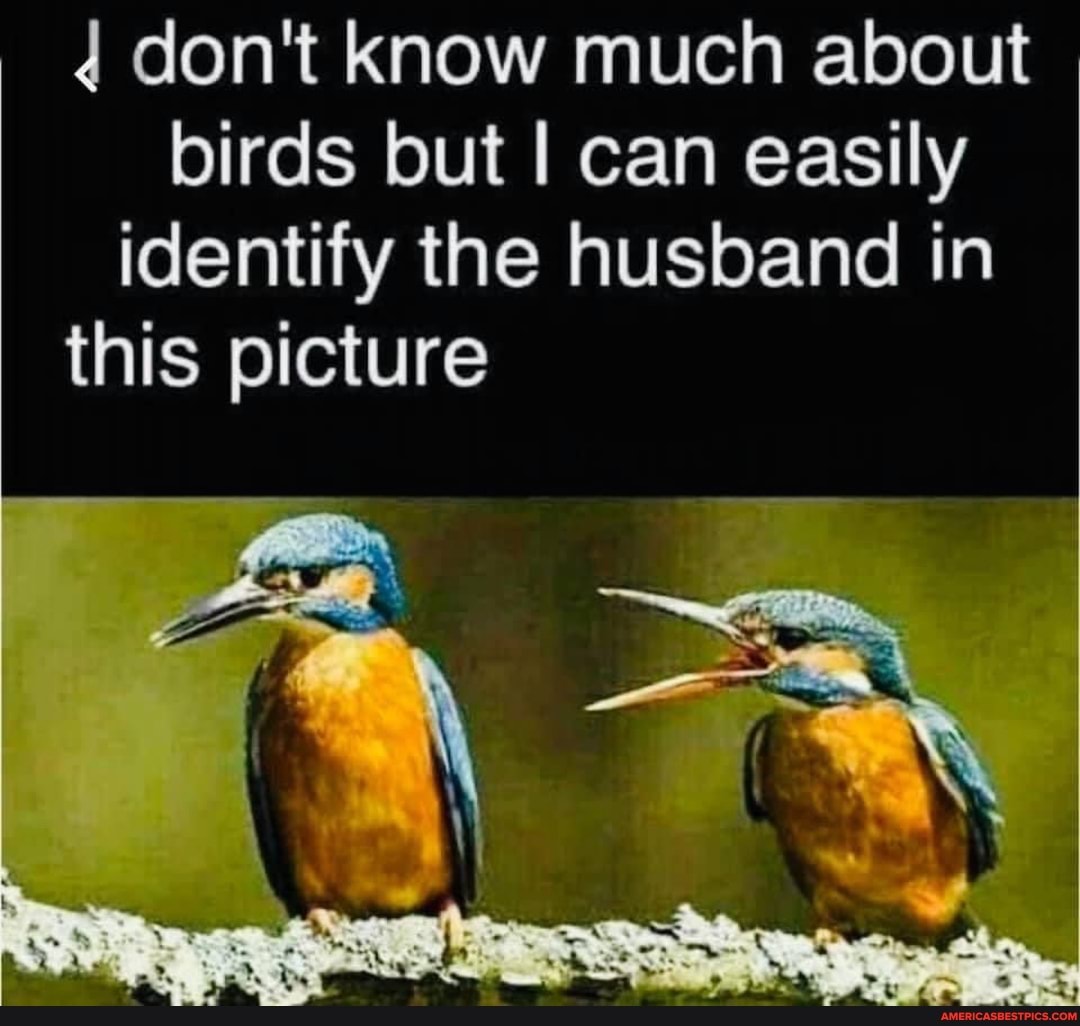 don't know much about birds but I can easily identify the husband in this picture