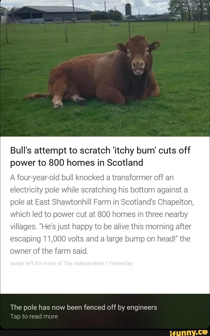 Bull's attempt to scratch 'itchy bum' cuts off power to 800 homes in
