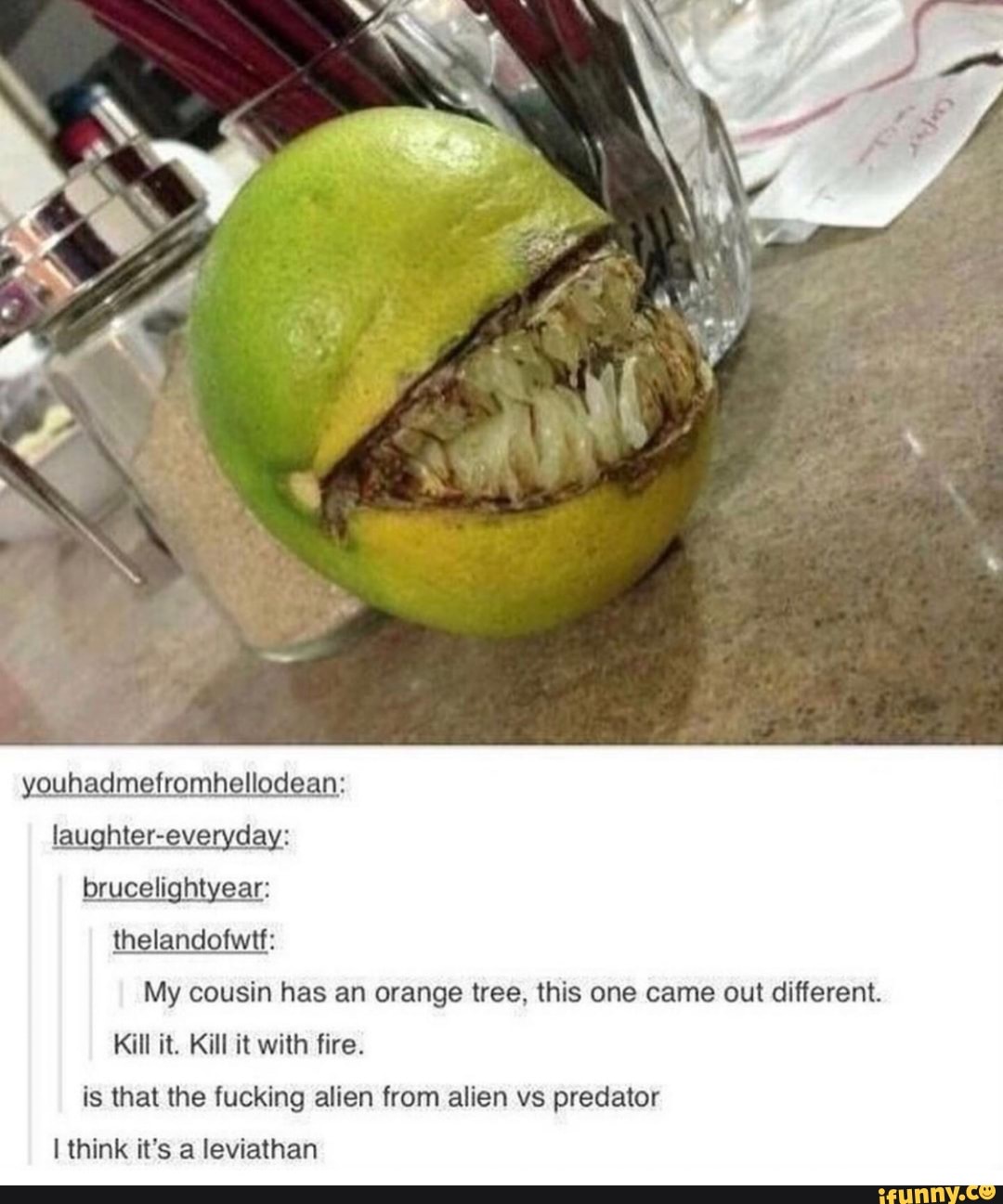 youhadmefromhellodean:
My cousin has an orange tree, this one came out different.
Kill it. Kill it with fire.
is that the fucking alien from alien vs predator
I think it's a leviathan