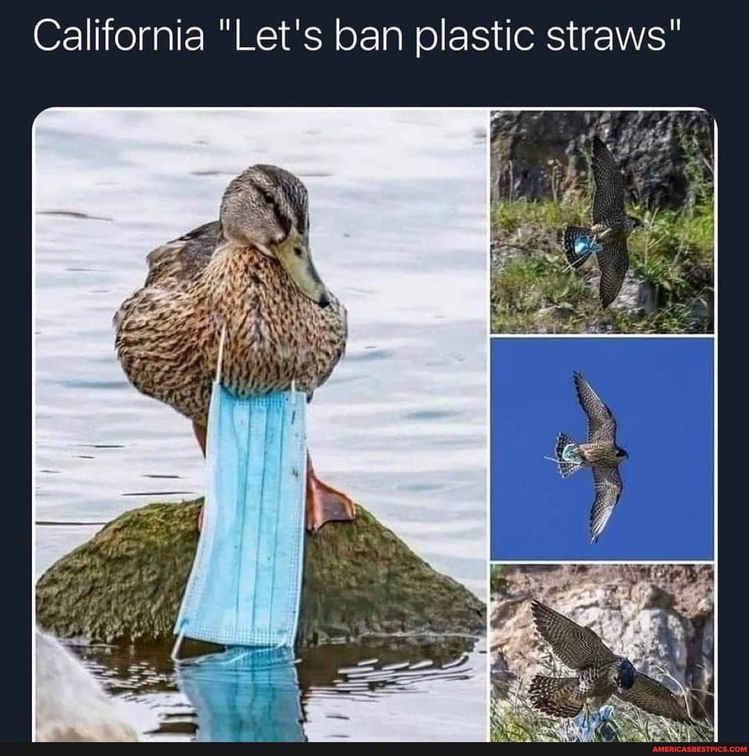 California "Let's ban plastic straws"