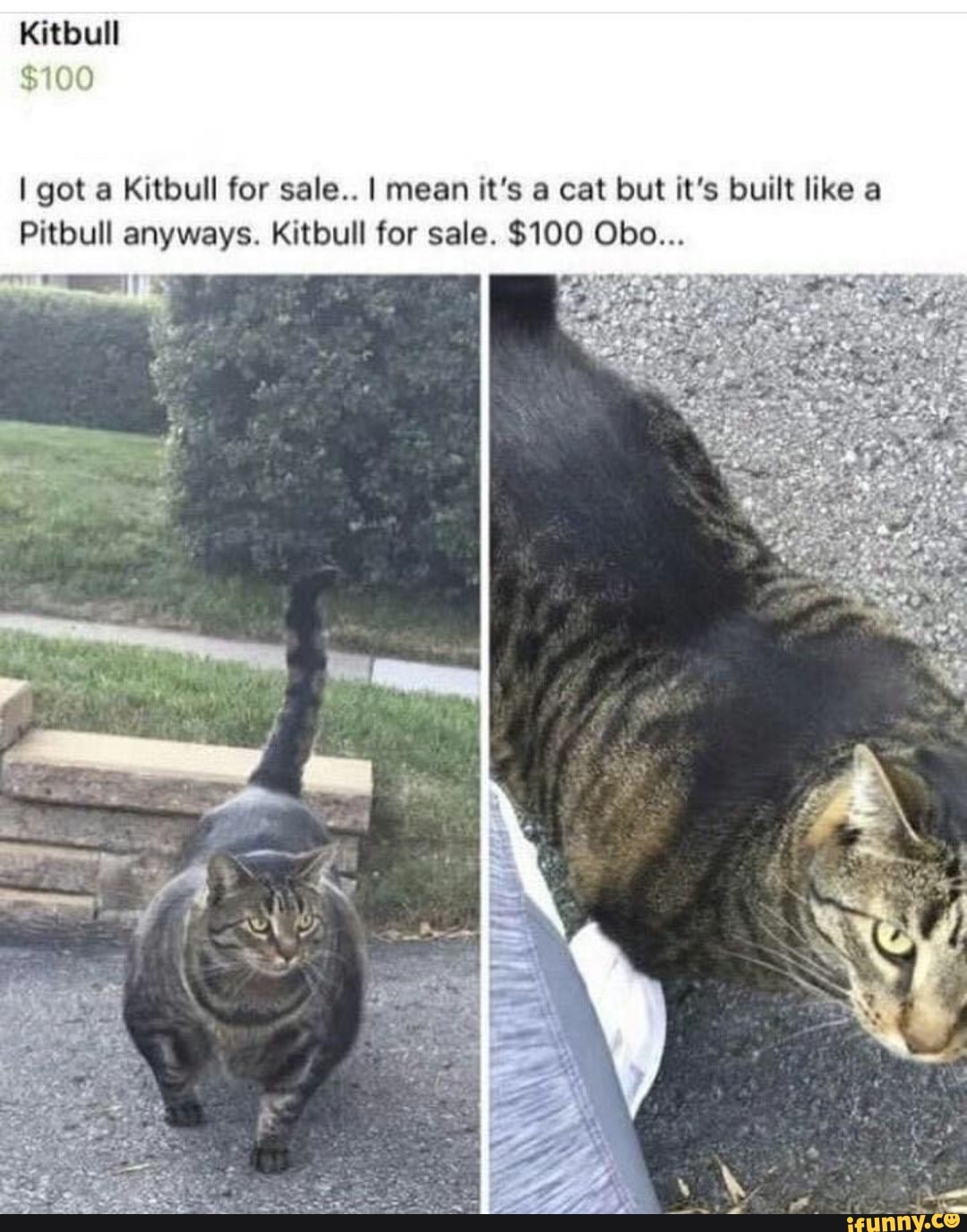 Kitbull
$100
I got a Kitbull for sale.. I mean it's a cat but it's built like a
Pitbull anyways. Kitbull for sale. $100 Oboe...