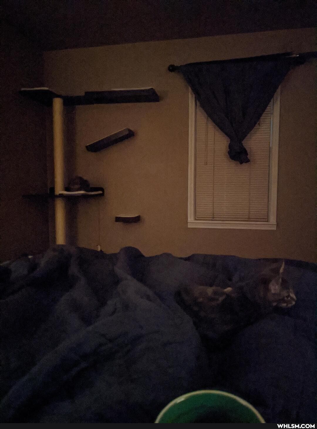 cat, family