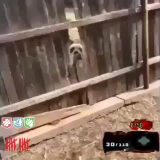 dog biting fence