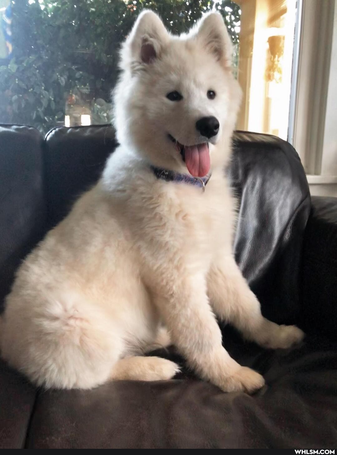 aww, fluffy, puppy, baby_animals