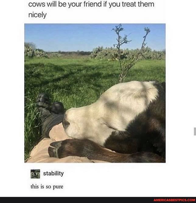 cows will be your friend if you treat them nicely
stability
this is so pure
