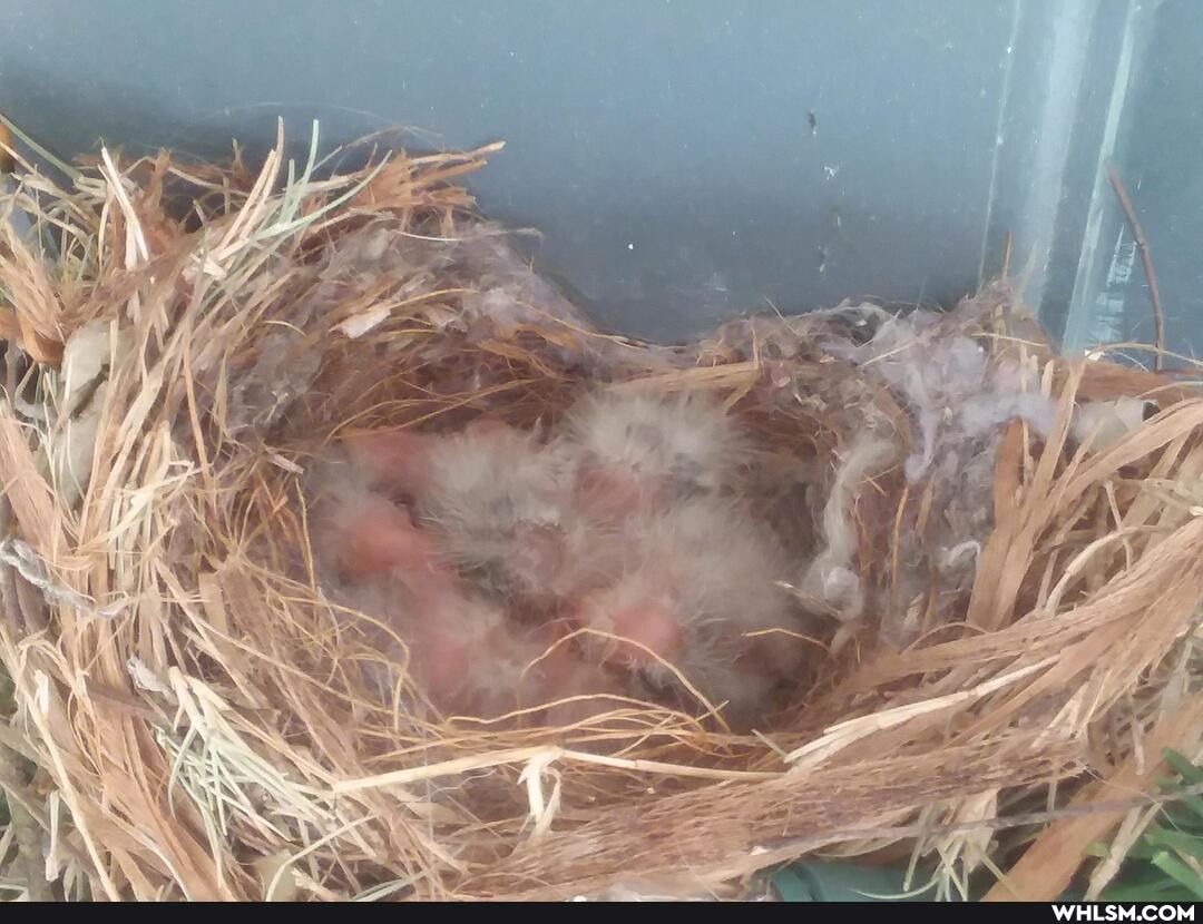 birds, baby_animals, fuzzy, birbs