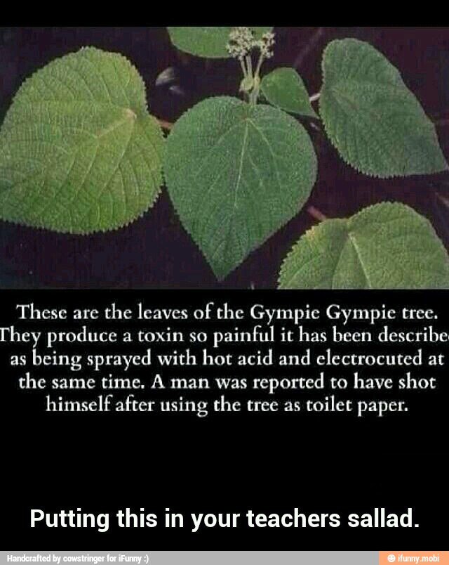 These are the leaves of the Gympie Gympic tree. They produce a toxin so