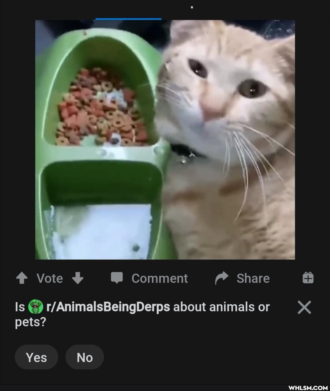 Vote Comment Share
about animals or pets?
Yes No