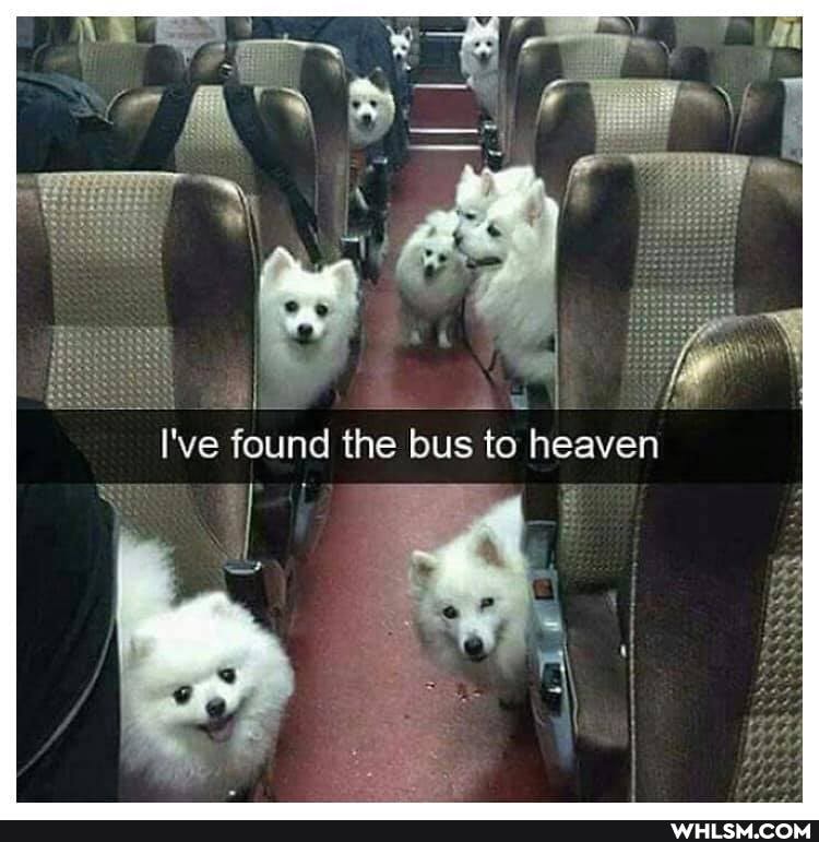 found the bus