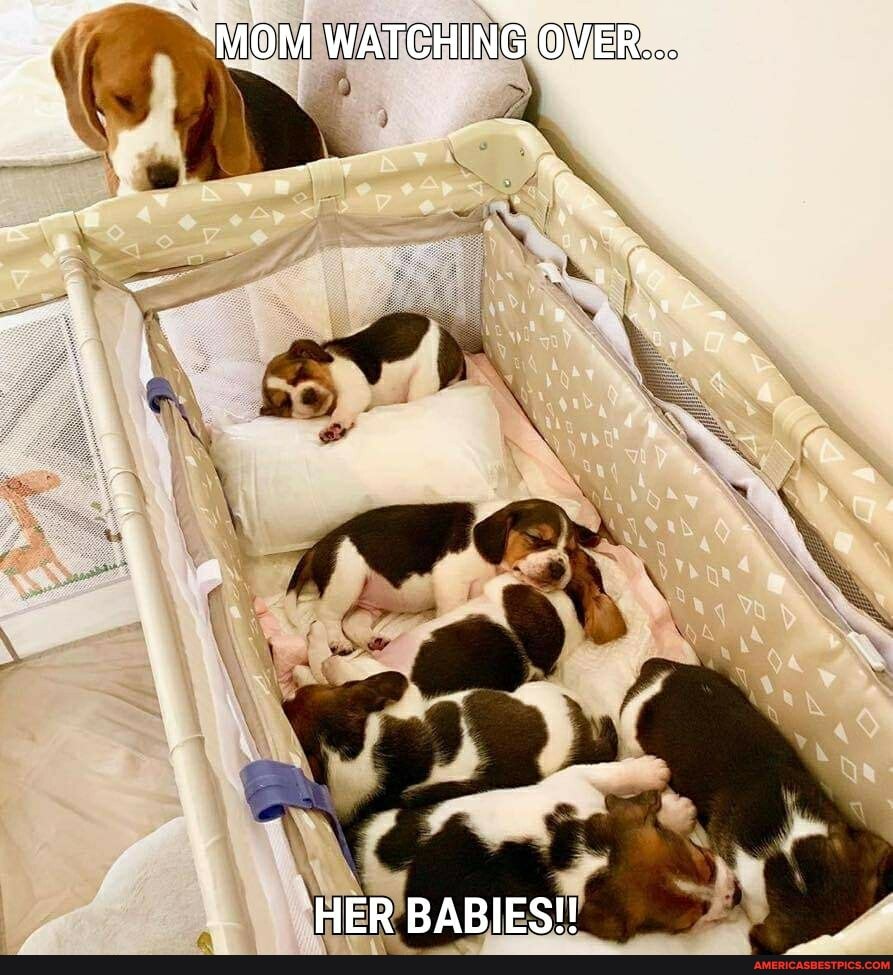 "MOM WATCHING OVER...
HER BABIES!!