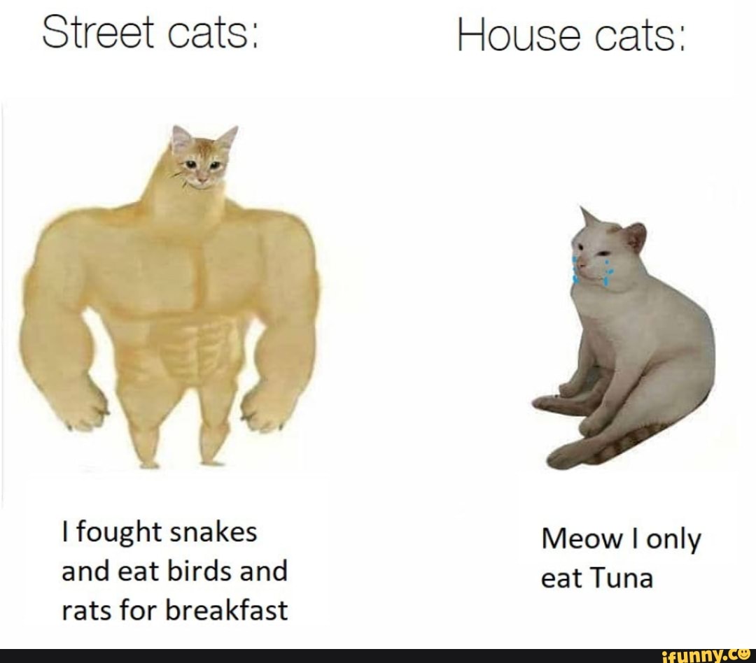 Street cats: House cats:
fought Meow I only
and eat birds and