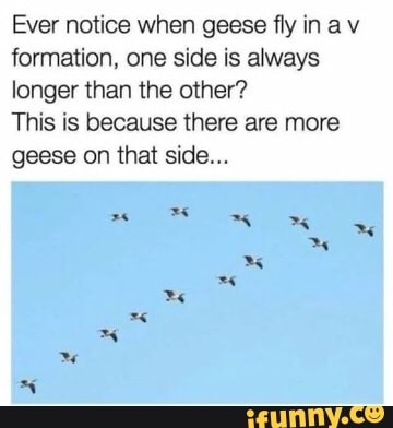 Ever notice when geese fly inav
formation, one side is always
longer than the other?
This is because there are more
geese on that side...