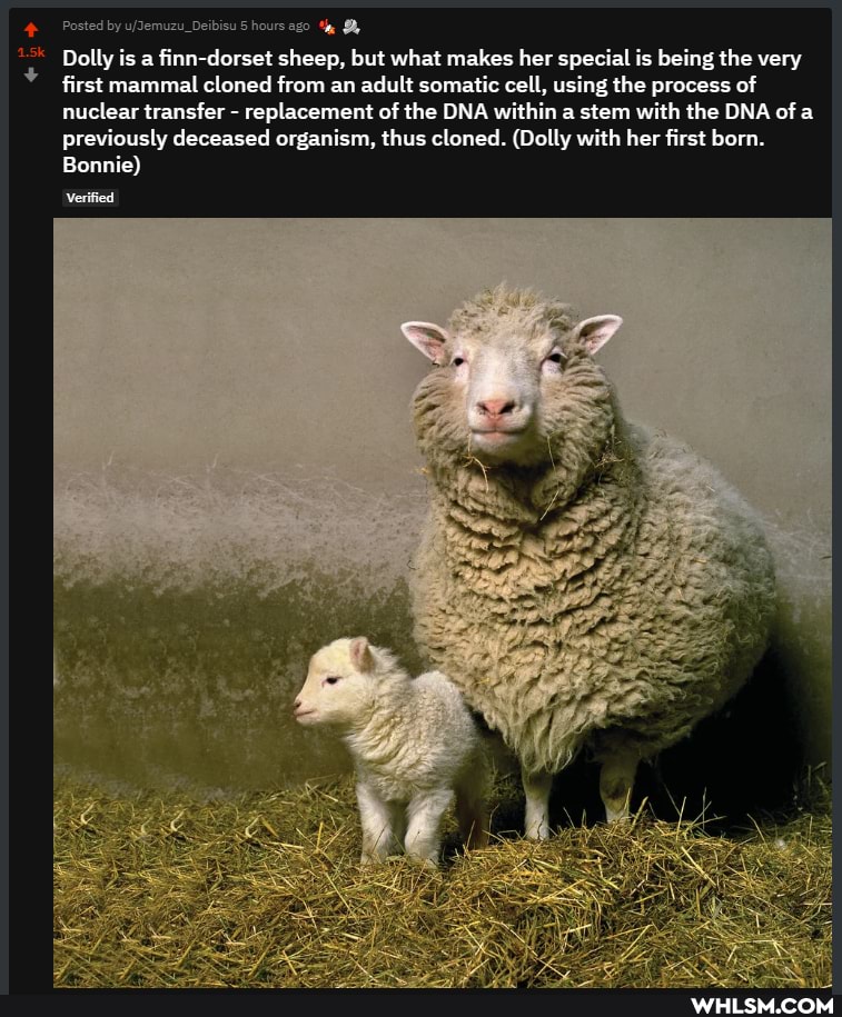 Posted by hours ago the
Dolly is a finn-dorset sheep, but what makes her special is being the very first mammal cloned from an adult somatic cell, using the process of nuclear transfer - replacement of the DNA within a stem with the DNA of a previously deceased organism, thus cloned. (Dolly with her first born.
Bonnie)
Verified