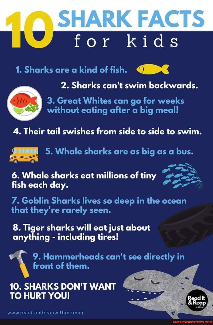 SHARK FACTS for kids 1. Sharks are a kind of fish. 2. Sharks can't swim