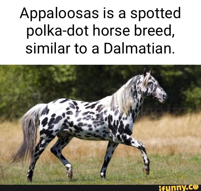 Appaloosas is a spotted polka-dot horse breed, similar to a Dalmatian.
