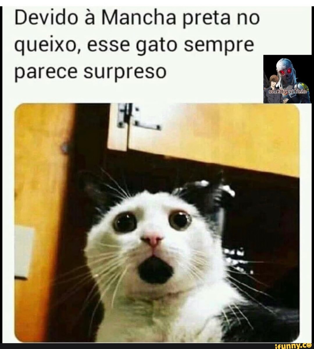 I Devido à Mancha preta no queixo, esse gato sempre parece surpreso