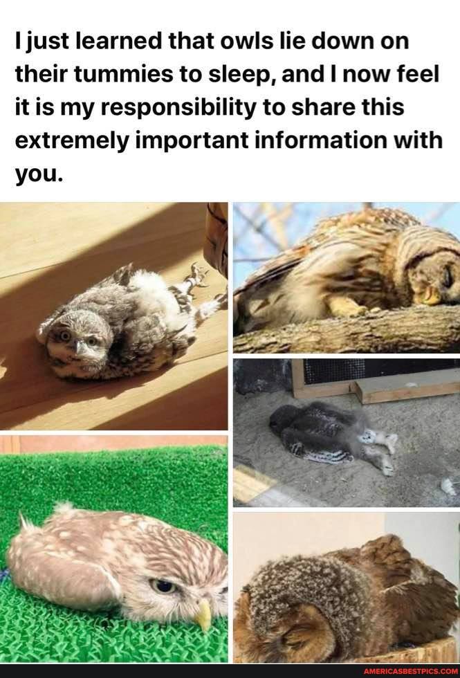 just learned that owls lie down on their tummies to sleep, and I now feel it is my responsibility to share this extremely important information with you.