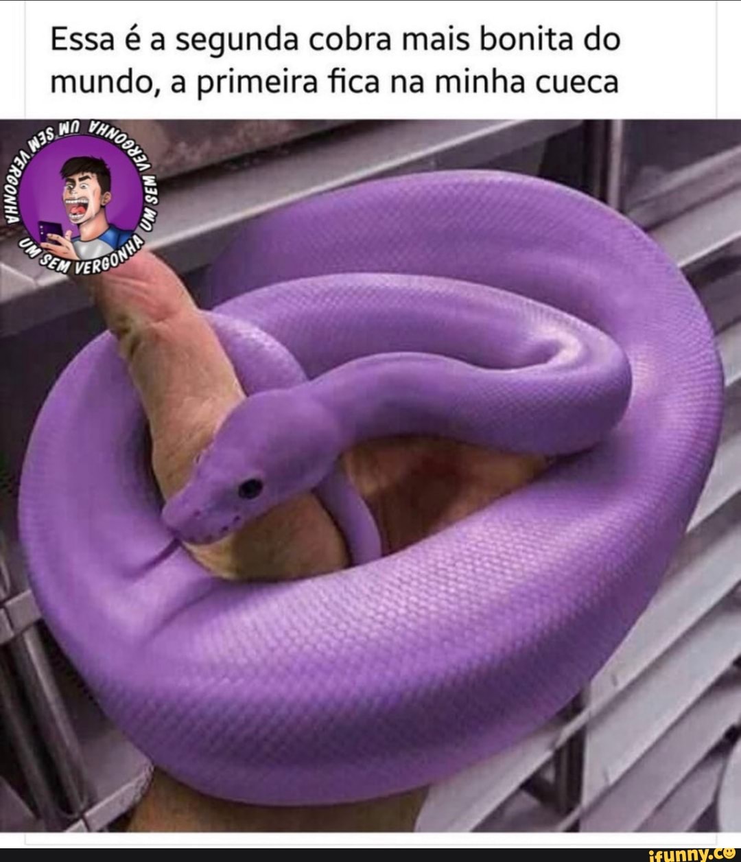 Essa é a segunda cobra mais bonita do