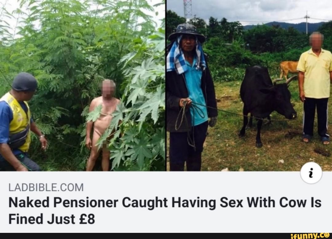 LADBIBLECOM Naked Pensioner Caught Having Sex With Cow ls Fined Just £8 -  iFunny