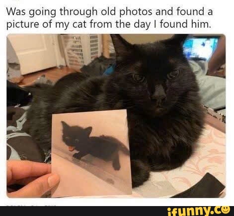 Was going through old photos and found a picture of my cat from the day ...