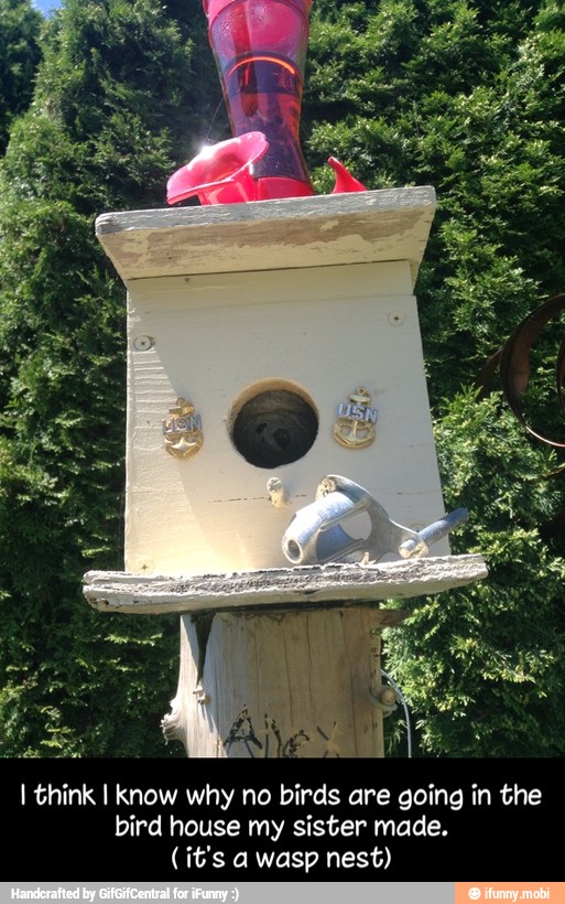 I think I know why no birds are going in the
bird house my sister made. - I think I know why no birds are going in the bird house my sister made. ( it's a wasp nest)