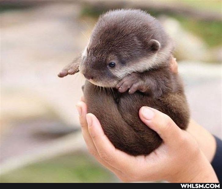 cute_animals