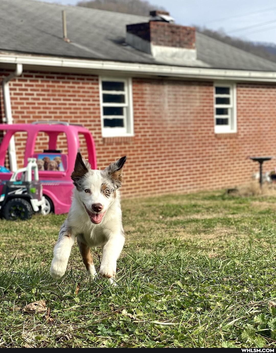 dog, good_boy, aussie, prettyboyswag