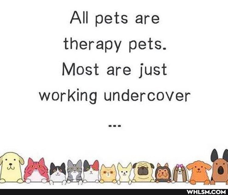 All pets are
therapy pets.
Most are just working undercover