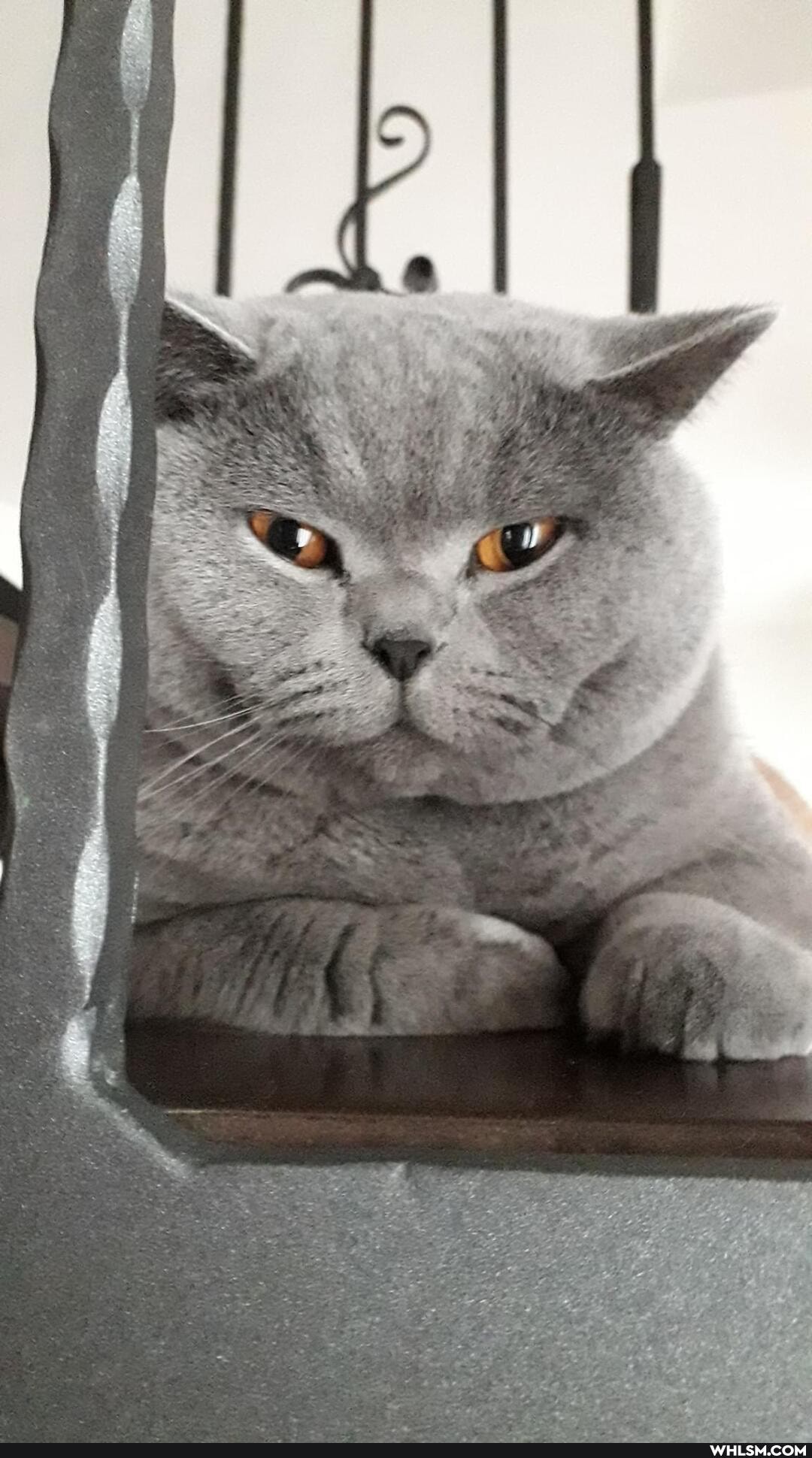 funny, cats, beautiful