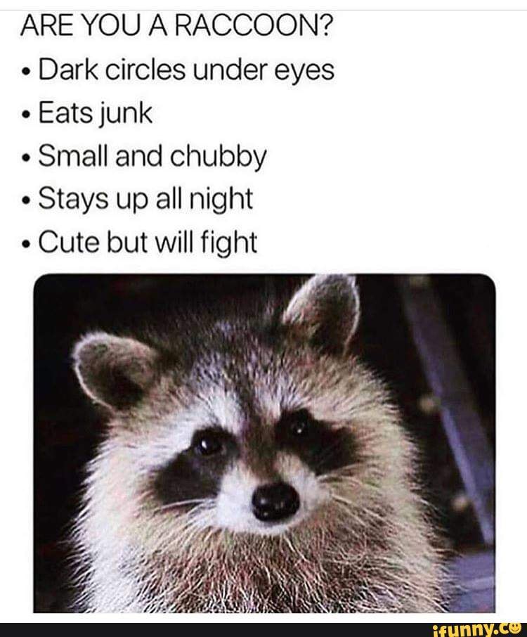 ARE YOU A RACCOON?
Dark circles under eyes
Eats junk
Small and chubby
Stays up all night
Cute but will fight