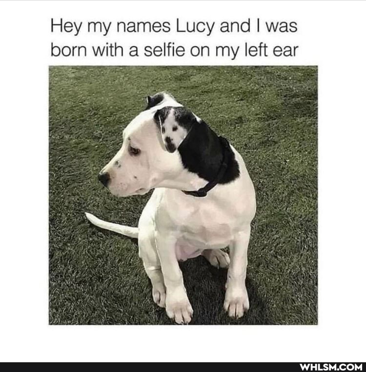 Hey my names Lucy and I was born with a selfie on my left ear