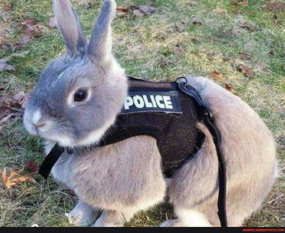 judy, hops, reporting, duty