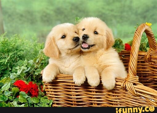 puppies, goldenretrieverpuppy, goldenretriever, puppo