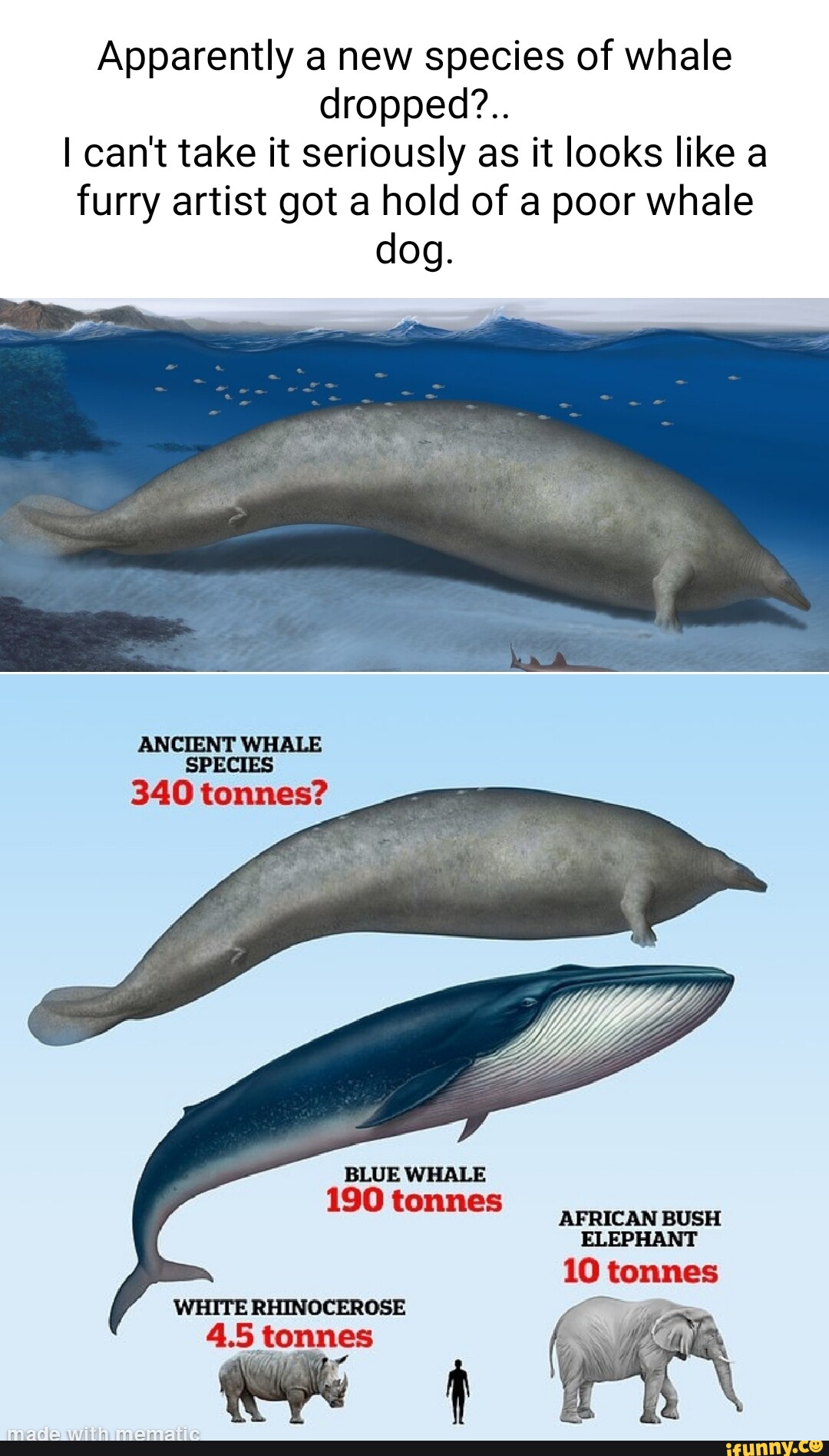 Apparently a new species of whale dropped?.. I can't take it seriously