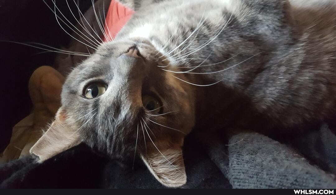 cat, caturday
