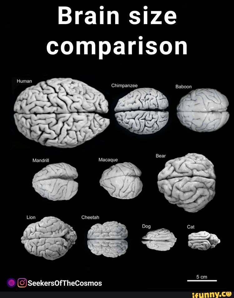 Brain size comparison Cheetah SeekersOfTheCosmos - iFunny