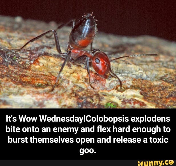 Its Wow Wednesday!Colobopsis explodens bite onto an enemy and flex hard ...