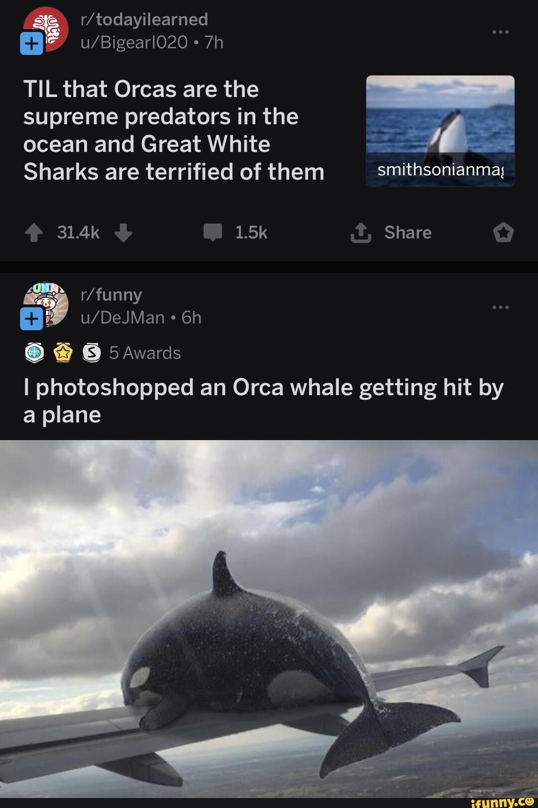 TIL that Orcas are the I photoshopped an Orca whale getting hit by a ...