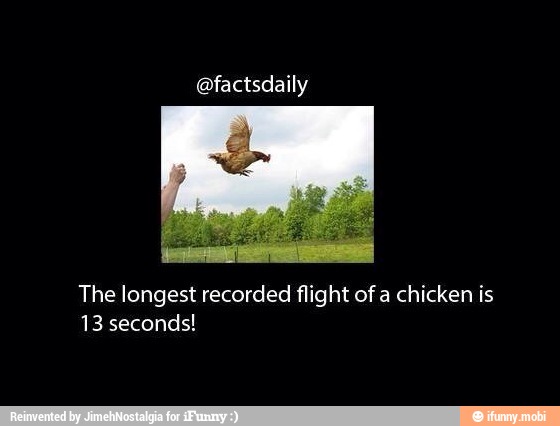 @factsdaily
The longest recorded flight of a chicken is
13 seconds!