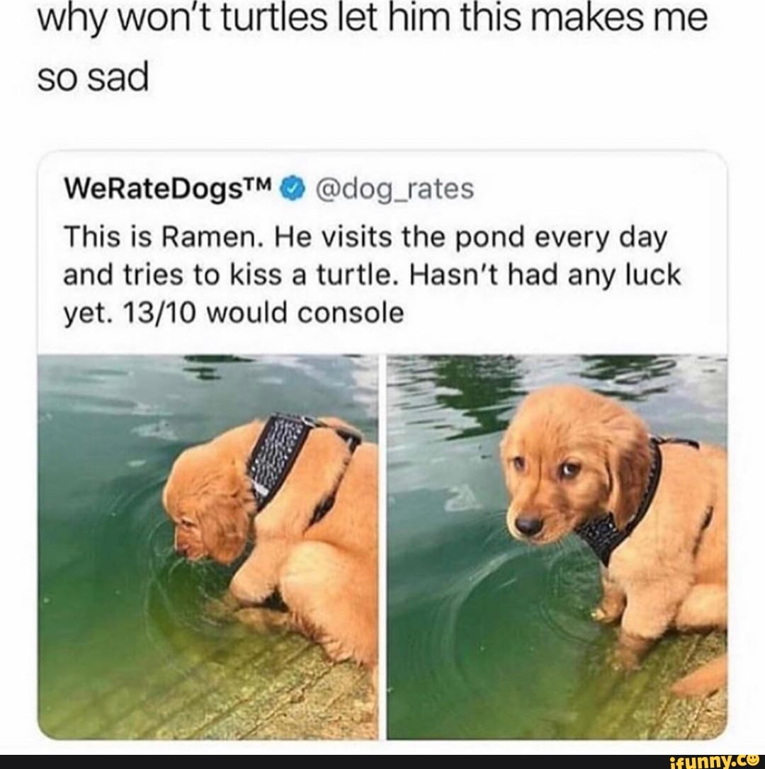 why won't turtles let him this makes me
so sad
WeRateDogsTM & ©dog_rates
This is Ramen. He visits the pond every day
and tries to kiss a turtle. Hasn’t had any luck
yet. 13/10 would console