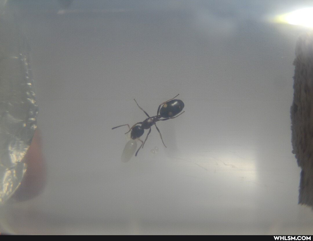 camponotus, ants, antsczech, insects