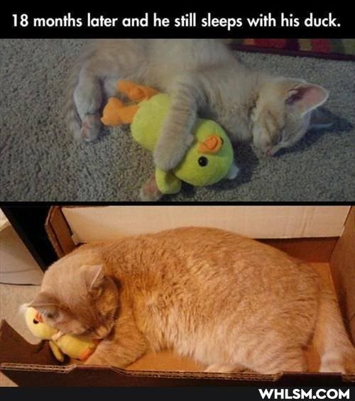 18 months later and he still sleeps with his duck.