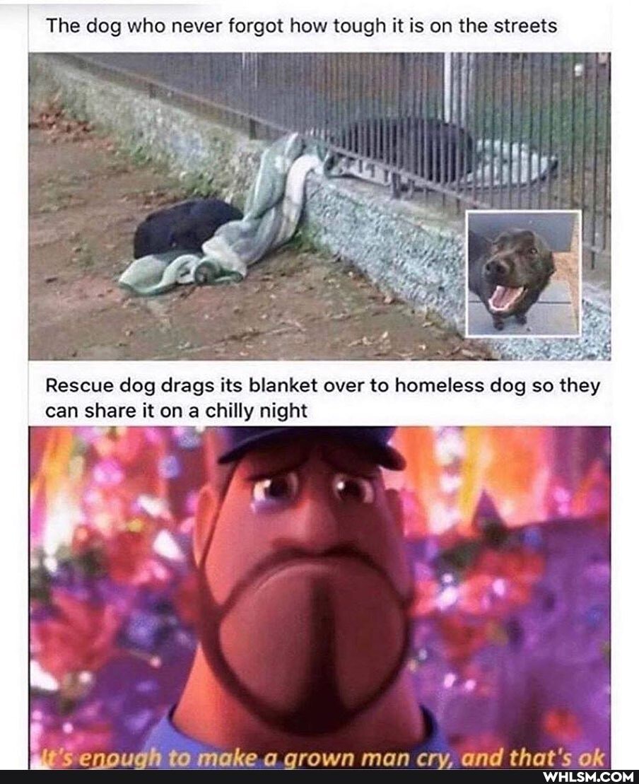 The dog who never forgot how tough it is on the streets
Rescue dog drags its blanket over to homeless dog so they can share it on a chilly night