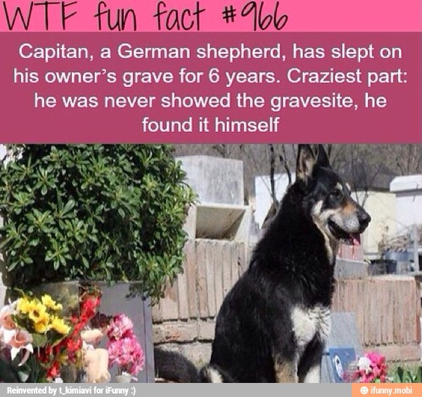 WTIE fun fact_*Abb
Capitan, a German shepherd, has slept on
his owner's grave for 6 years. Craziest part:
he was never showed the gravesite, he