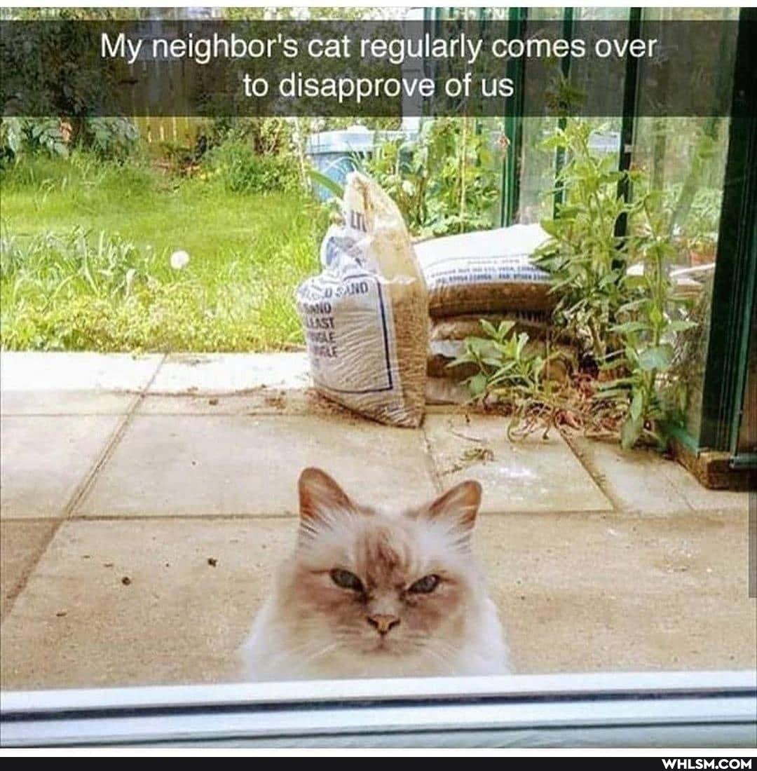 My neig
My hbor's cat regularly comes over to disapprove of us
