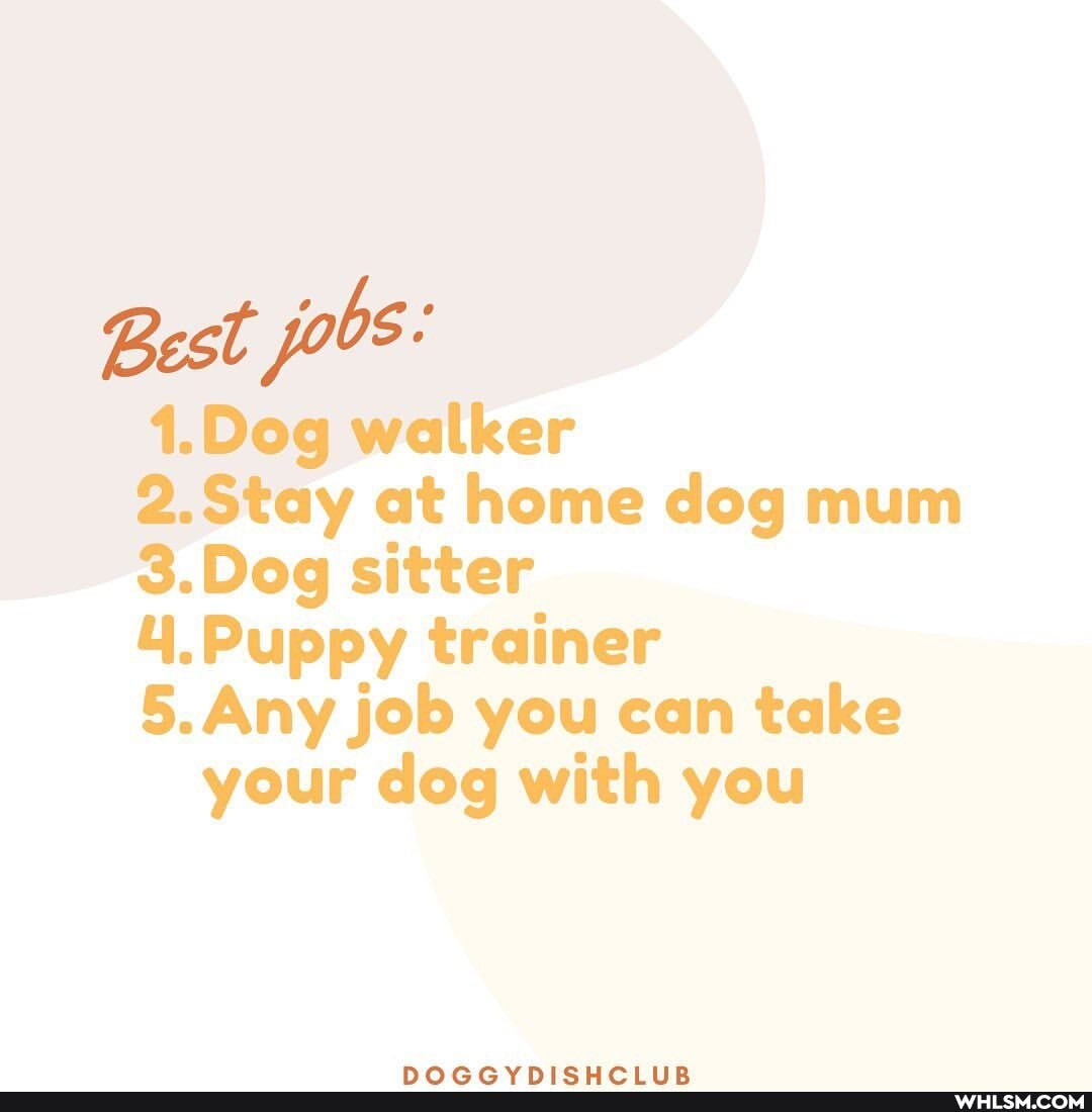 Best joos:
1.Dog walker
2.Stay at home dog mum
DOC sitter
4.Puppy trainer
Any job you can take your dog with you